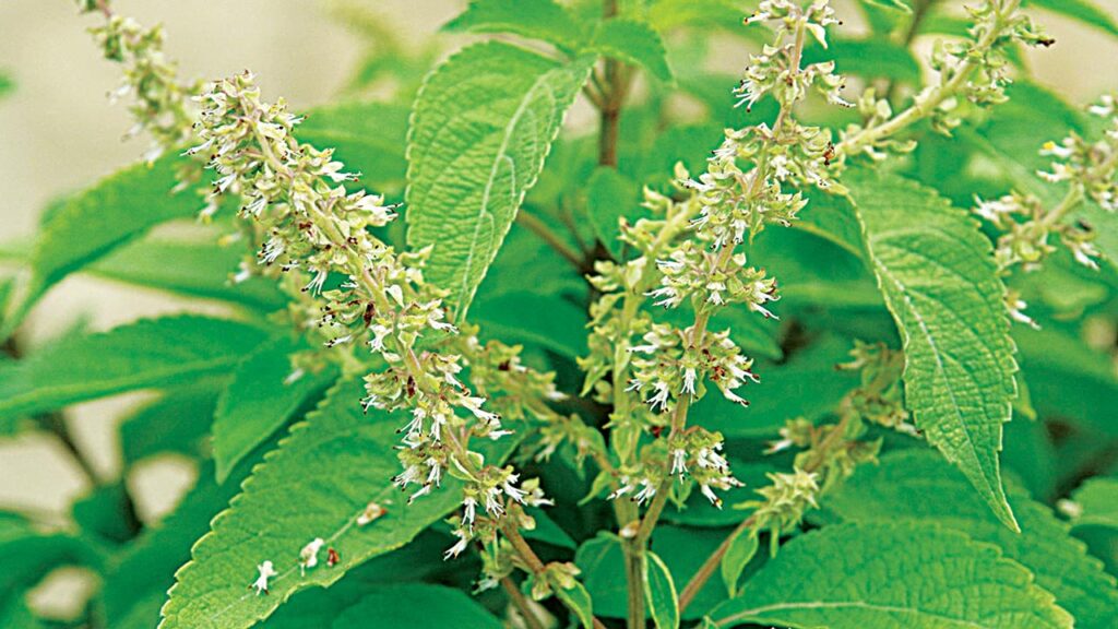 Nigeria Has Over 10,000 Species of Traditional Medicinal Plants -Mamora