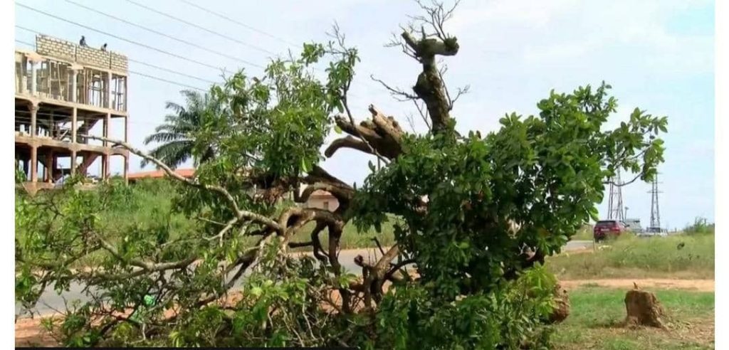 Komfo Anokye kola tree: Ghana outrage after 300-year-old tree felled