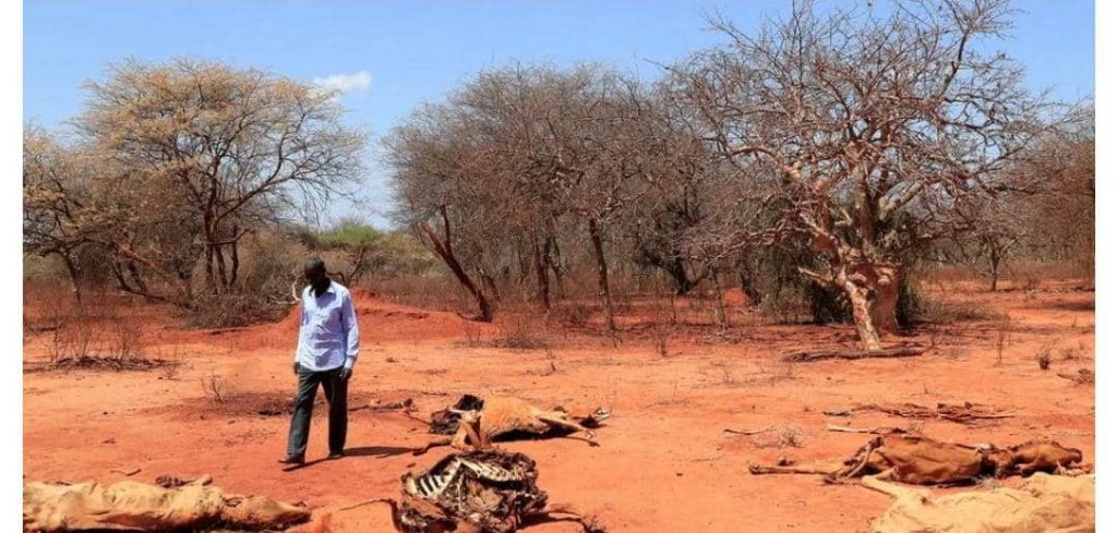 Ethiopia drought: Fifty die of hunger in Tigray and Amhara amid aid freeze