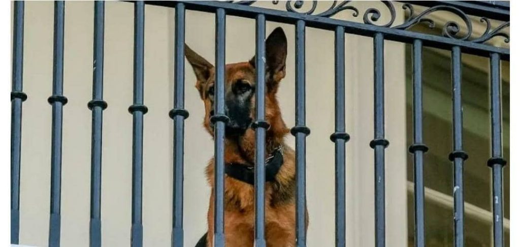 Joe Biden dog Commander bit Secret Service agents at least 24 times