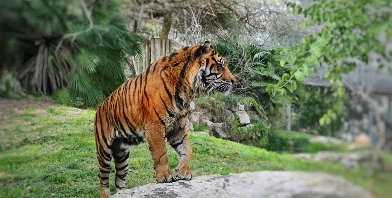 Tiger Mauls Worker to Death at Jerusalem’s Biblical Zoo