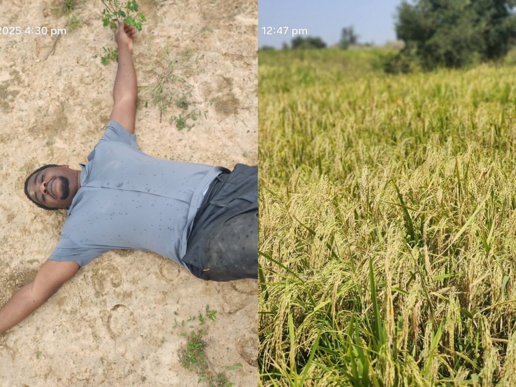 I’m Done; Farmer Quits as Cattle Destroy Farmland