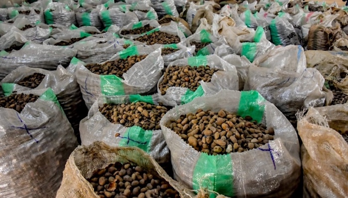 Tinubu Extends Ban on Export of Raw Shea Nuts