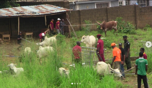 Oyo Govt Impounds 13 Cows over Illegal Grazing