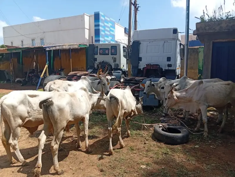 Police Rescue Kidnap Victim, Foil Cattle Rustling Attempt in Katsina