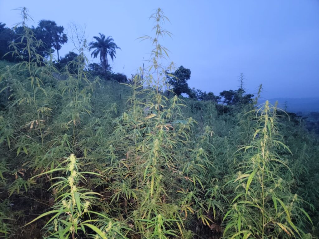NDLEA Destroys Five Marijuana Farms, Seizes 50,000 Capsules of Tramadol in Edo